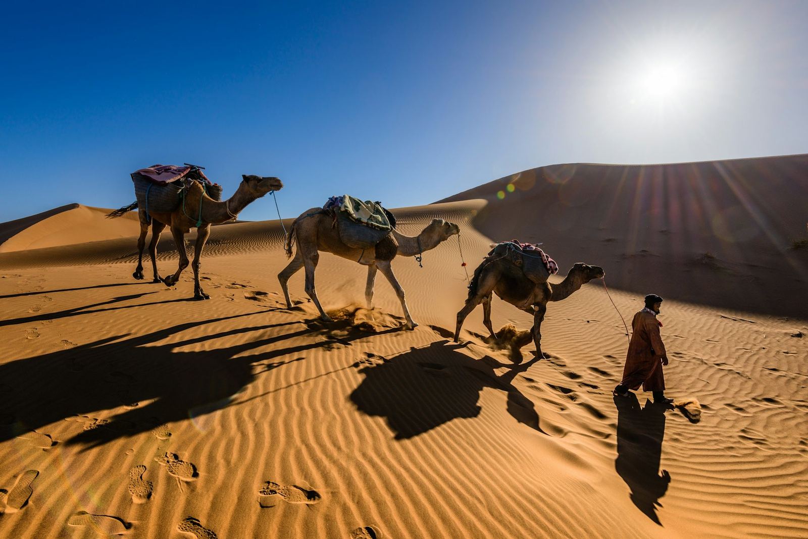 Camels crossing desert sand at Kolayat.